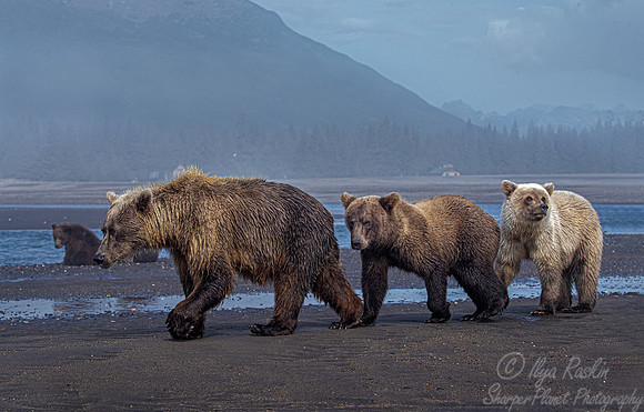 347 Brown Bears (Ursus arctos) - Katmai NP Alaska
