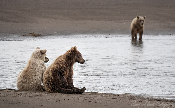 348 Brown Bear cubs (Ursus arctos) - Katmai NP Alaska