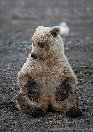 349 Brown Bear cub (Ursus arctos) - Katmai NP Alaska