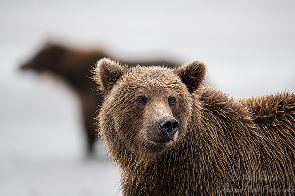 350 Brown Bears (Ursus arctos) - Katmai NP Alaska