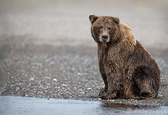 351 Brown Bear (Ursus arctos) - Katmai NP Alaska
