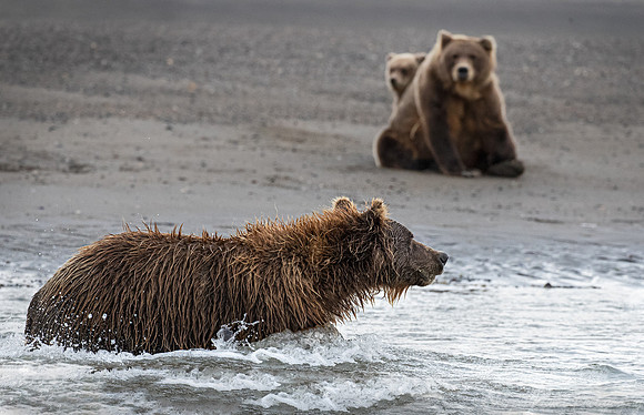 352 Brown Bears (Ursus arctos) - Katmai NP Alaska