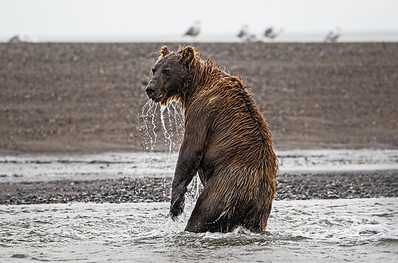 353 Brown Bear (Ursus arctos) - Katmai NP Alaska