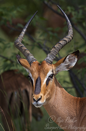 115 Black-faced Impala (Aepyceros melampus petersi) - Etosha Namibia