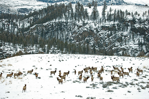 014_Elk (Cervus canadensis)_Yellowstone