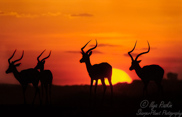 011_Impalas_Kenya