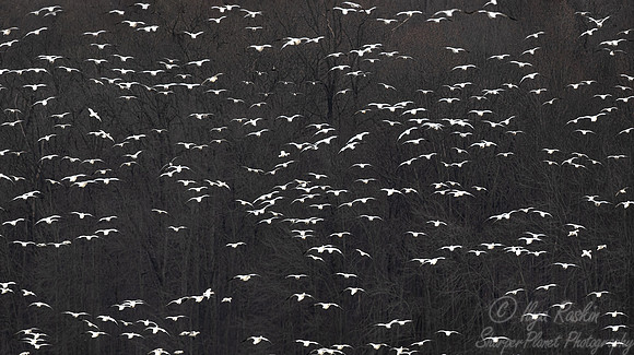 290 Snow geese (Anser caerulescens) - PA