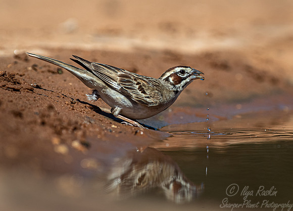 106 Lark sparrow (Chondestes grammacus) - TX