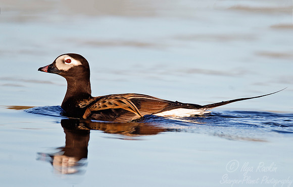 115 Long-tailed Duck (Clangula hyemalis) - Nome AK