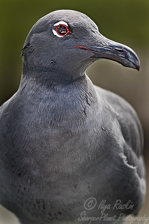 022 Lava Gull - Ecuador