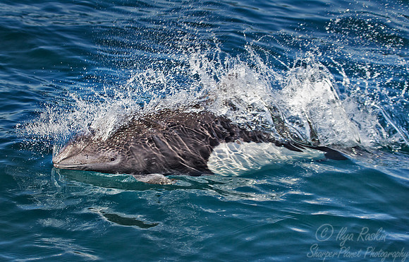 022_Dalls porpoises (Phocoenoides dalli)_AK