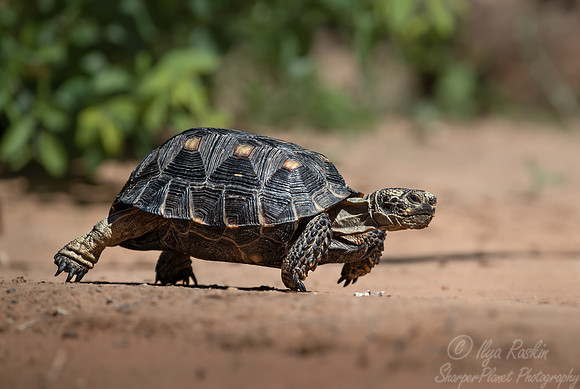 168 Red-eared slider (Trachemys scripta elegans) - TX