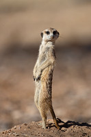 2021 South Africa Kalahari - Ungulates and Other Mammals