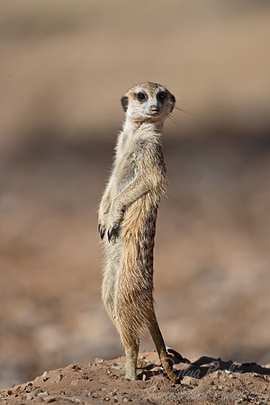 204 Meerkat (Suricata suricatta) - Kagalagadi Transfrontier Park SA
