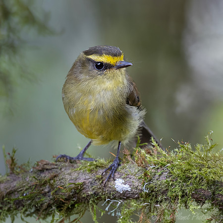 569 Yellow-bellied chat-tyrant (Silvicultrix diadema) - Colombia cloud forest