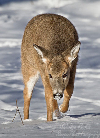 115 White-tailed Deer (Odocoileus virginianus) - NJ