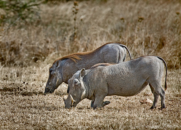 088_Warthogs_South Africa