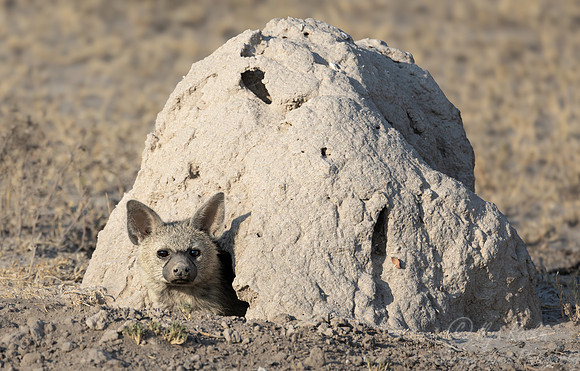 398 Aardwolf (Proteles cristatus) - Botswana
