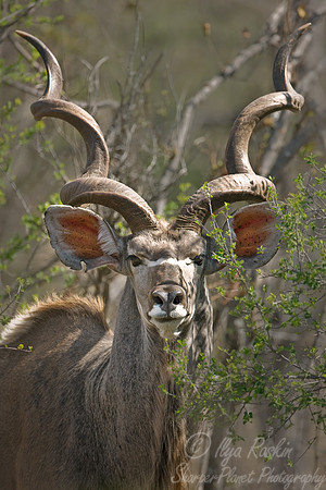 027_Greater Kudu (Tragelaphus strepsiceros)_Madikwe_S Africa