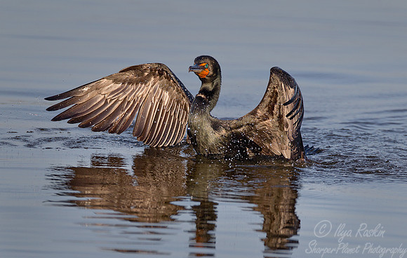 093 Double-crested Cormorant (Phalacrocorax auritus) FL
