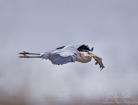105 Great Blue Heron (Ardea herodias) FL