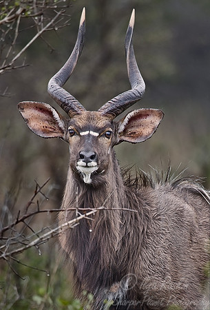 051_Nyala_male_South Africa