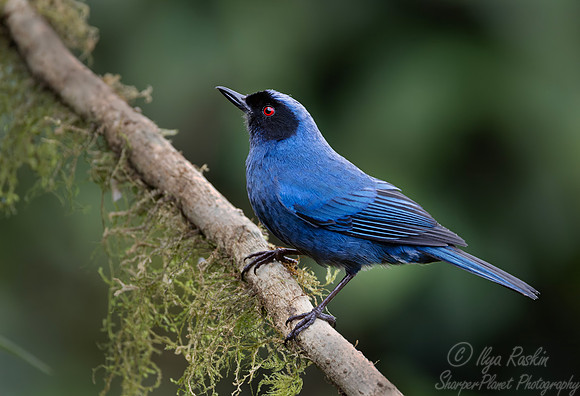 701 Masked flowerpiercer (Diglossa cyanea) - Ecuador