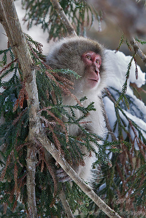 061 Japanese macaque (Snow monkey)(Macaca fuscata) - Nagano Japan