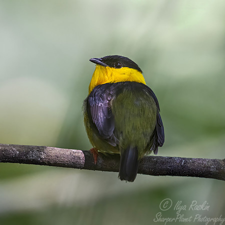567 Golden-collared manakin (Manacus vitellinus) - Colombia cloud forest