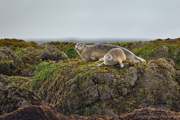 031 Harbour seals (Phoca vitulina) ME