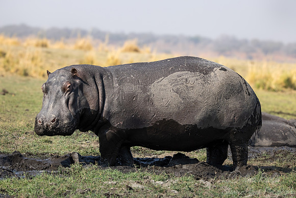 401 Hippopotamus (Hippopotamus amphibius) - Botswana