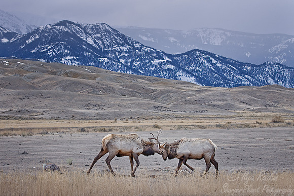 016_Elk (Cervus canadensis)_Yellowstone