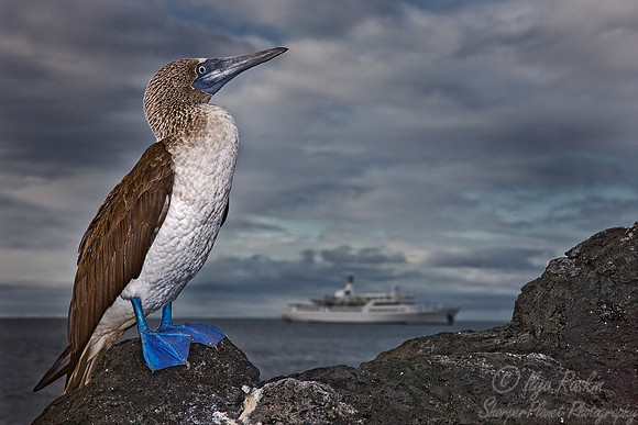 017 Blue-footed Booby - Galapagos