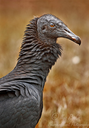 059 Black voulture - Pantanal_Brazil