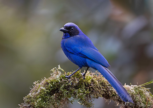 516 Azure jay (Cyanocorax caeruleus) - Colombia cloud forest