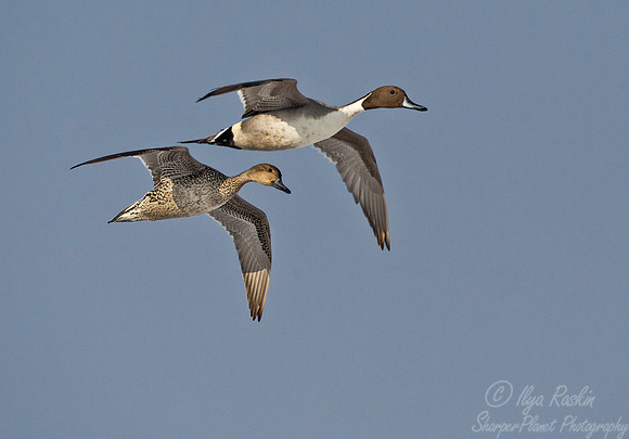 112 Northern Pintails (Anas acuta) Hokkaido Japan