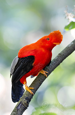 613 Andean cock-of-the-rock (Rupicola peruvianus) - Colombia cloud forest
