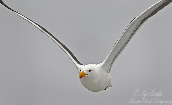 122 Cape Gull (Larus vetula) - Namibia