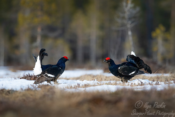 059 Black grouse (Lyrurus tetrix) - Finland