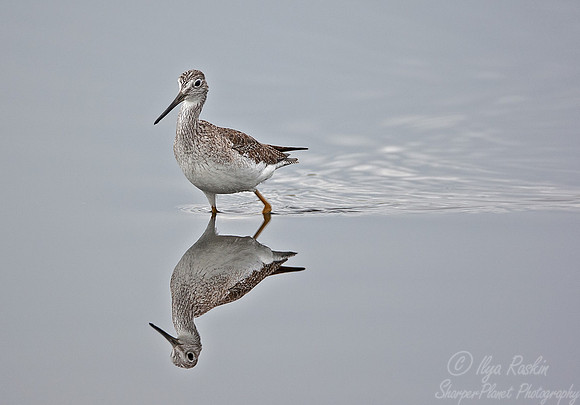 098 Greater Yellowlegs (Tringa melanoleuca) FL