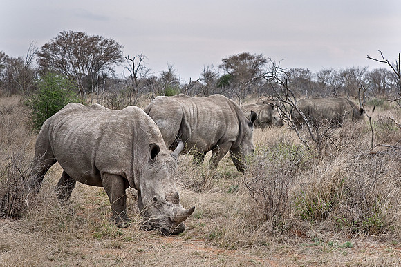 030_White Rhinoceros (Ceratotherium simum)_Madikwe_S Africa