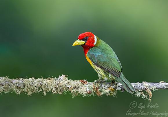 509 Red-headed barbet male (Eubucco bourcierii) - Colombia cloud forest