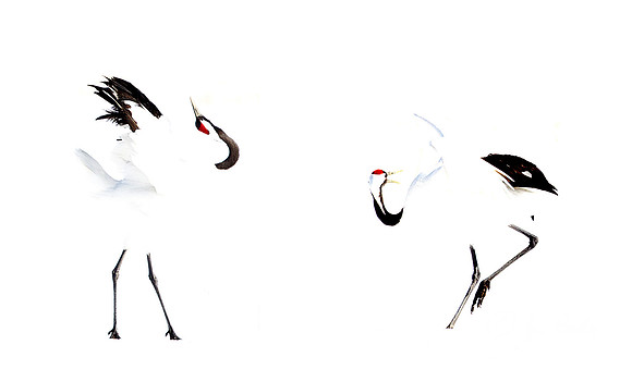079 Red-crowned Cranes (Grus japonensis) - Hokkaido Japan