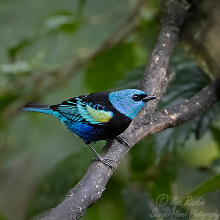 666 Blue-necked tanager (Stilpnia cyanicollis) - Ecuador