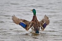 2013 NJ Birds