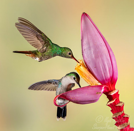 433 Steely-vented hummingbirds (Saucerottia saucerottei) and Rufous-tailed hummingbird (Amazilia tzacatl) - Colombia cloud forest