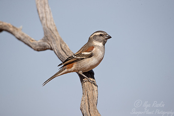 165 Cape sparrow female (Passer melanurus) - Kgalagadi Transfrontier Park SA