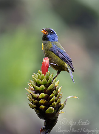 664 Moss-backed tanager (Bangsia edwardsi) - Ecuador