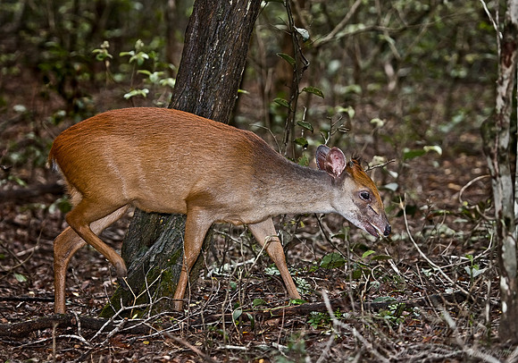 049_Red Duiker_South Africa