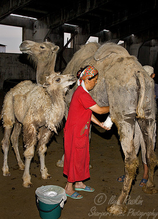 072_Camel Ranch_Tau Kum Desert_Kazakhstan